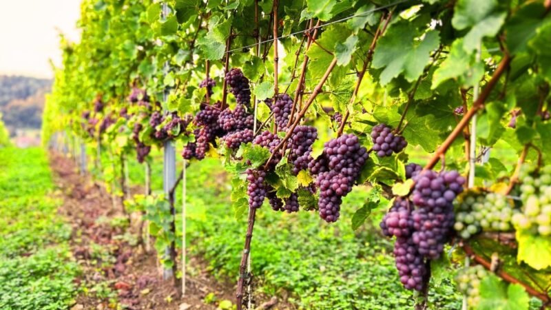 esterka_grapes_image_good